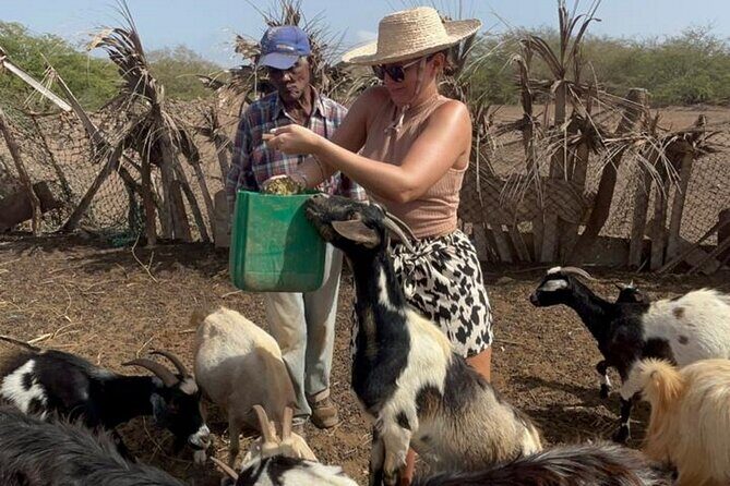 ALL-INCLUSSIVE Cabrer Journey-Live a day like a Cabrer-BoaVista - Goat cheese making: where the island’s work becomes your breakfast