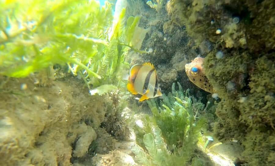 Boa Vista Reef Snorkeling in Gatas Bay / Aperitif with Locals - Key highlights you’ll feel right away