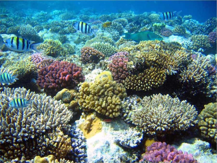 Boa Vista Reef Snorkeling in Gatas Bay / Aperitif with Locals - Gear you don’t have to hunt down: what’s included