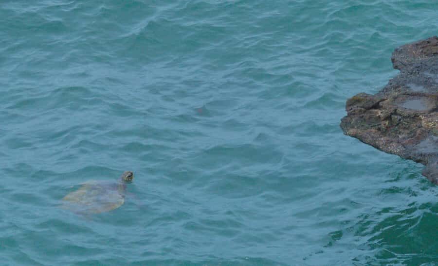 Boa Vista: Shark, Turtles, Cave, Sandboarding & Tasting Tour - Shark Bay lemon sharks: the fun part of honest wildlife watching