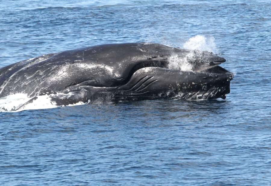 Boa Vista: Whale Watching Trip with Motoryacht - Key Highlights That Matter for This Whale Trip