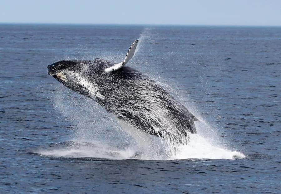 Boa Vista: Whale Watching Trip with Motoryacht - Seasickness, Gear, and Simple Comfort Wins