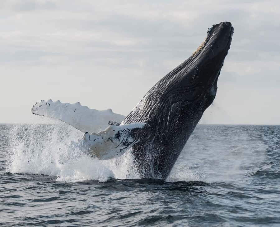 Boa Vista: Whale Watching Trip with Motoryacht - Boa Vista and the March–May Humpback Window