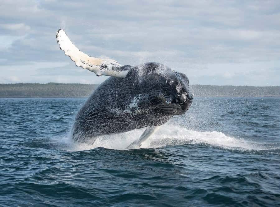 Boa Vista: Whale Watching Trip with Motoryacht - Hotel Pickup to Sal Rei: Getting There Without the Headache