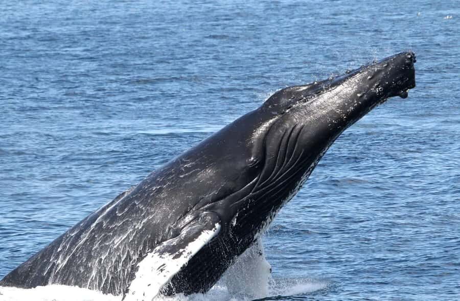 Boa Vista: Whale Watching Trip with Motoryacht - From Port to Boat: Dinghy Transfer on the Day’s Schedule