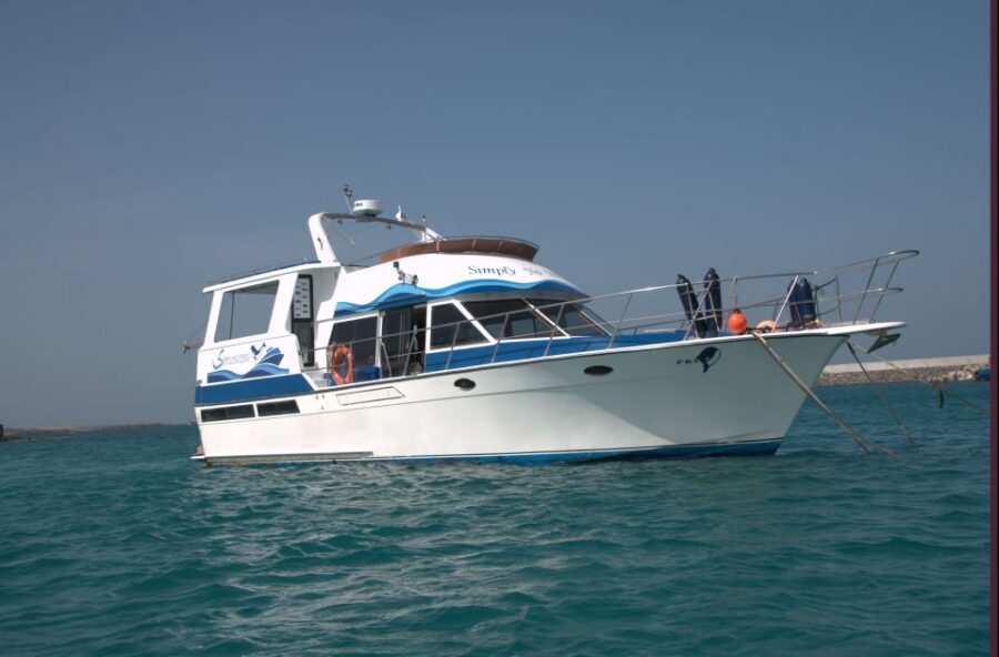 Boa Vista: Whale Watching Trip with Motoryacht - The Biologist Briefing: Turning Spotting Into a Skill
