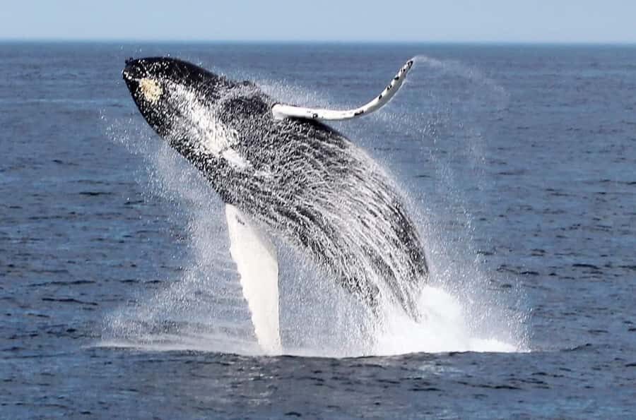 Boa Vista: Whale Watching Trip with Motoryacht - Price and Value: Why $94 Can Make Sense