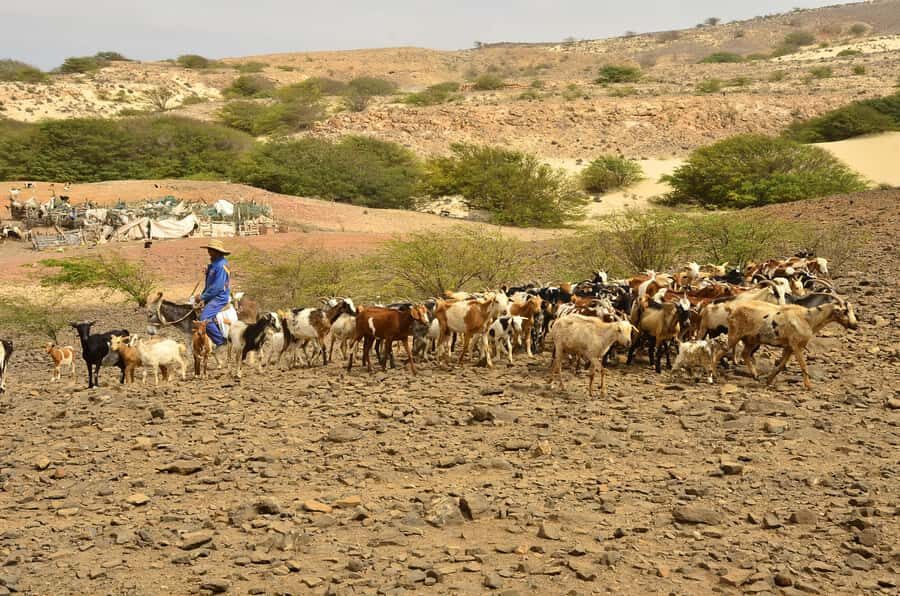 Boavista: Traditional & Local Experience Tour - Bofareira’s Farm: Where the Animal Time Feels Most Real