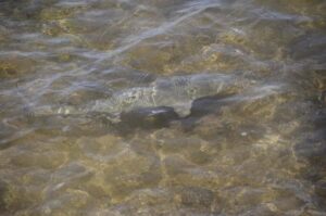 Boavista: Turtle, Shark, Santa Monica, Sandboard & Tasting - Pickup Times in Sal Rei and the Riu Hotels: How the Day Starts