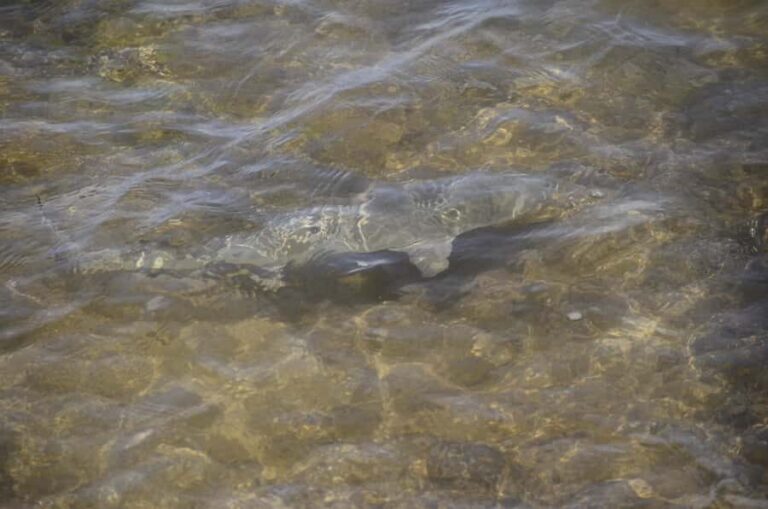 Boavista: Turtle, Shark, Santa Monica, Sandboard & Tasting - Pickup Times in Sal Rei and the Riu Hotels: How the Day Starts