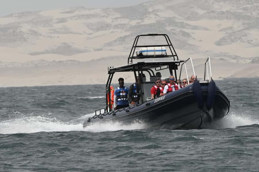 Boavista: Whale Watching half day trip - The marine biologist briefing: what you learn before you hunt whales