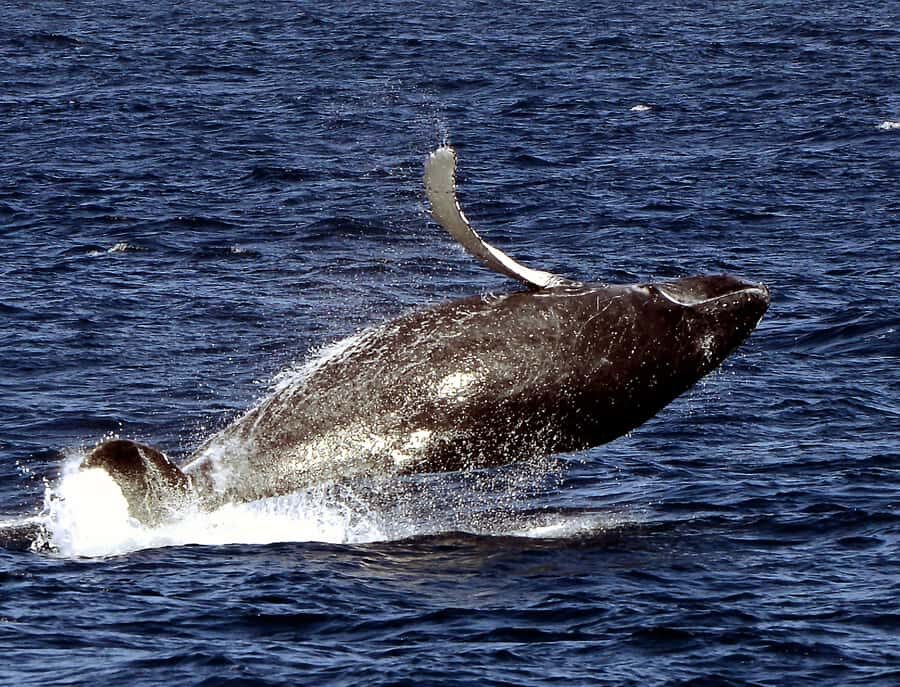 Boavista: Whale Watching half day trip - Spotting humpbacks: fin, fluke, and the kinds of moments you might get