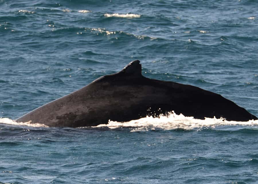 Boavista: Whale Watching half day trip - Logistics that save stress: pickup points and where to meet