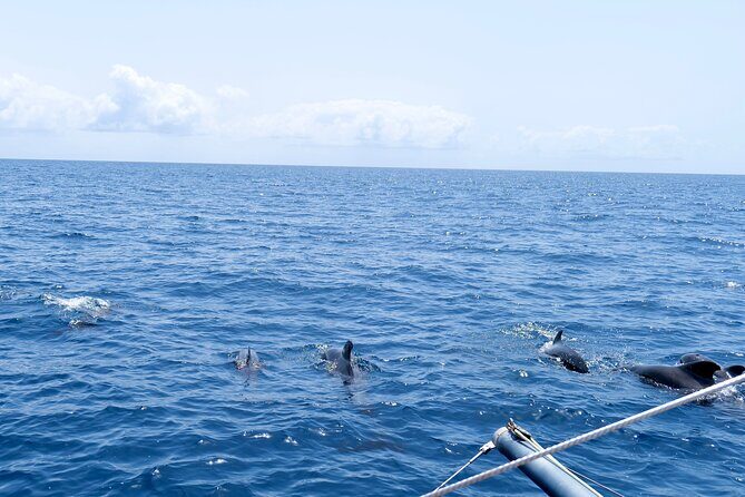 Catamaran Half Day - Beautiful day on the Atlantic Ocean - Wildlife Chances Off Sal: Turtles, Dolphins, Flying Fish, and Whale Watch