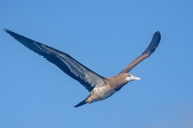 Catamaran Sailing Tour or Whale Watching at Boa Vista - Winter whale watching: sailing in a respectful way