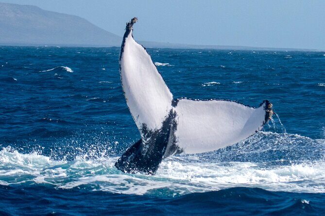 Catamaran Sailing Tour or Whale Watching at Boa Vista - Inside the experience: small boat comfort, music vibes, and included refreshments
