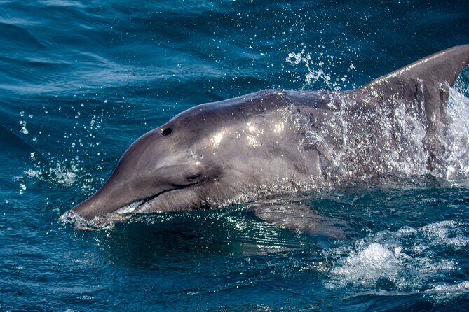 Catamaran Sailing Tour or Whale Watching at Boa Vista - How to plan: timing, weather, and the sea part of the deal