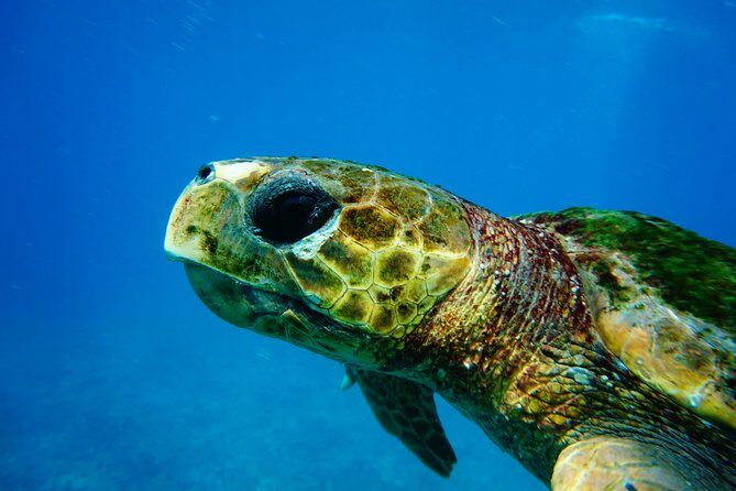 Discover Scuba Diving in Sal - Key Things I’d Zero In On