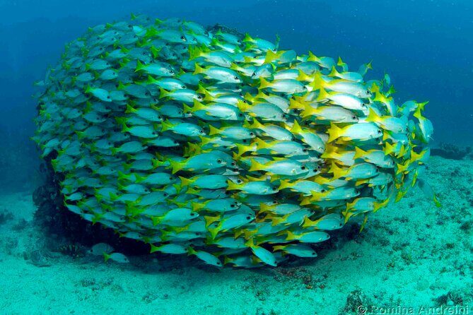 Discover Scuba Diving in Sal - Who This Suits Best (and Who Should Think Twice)