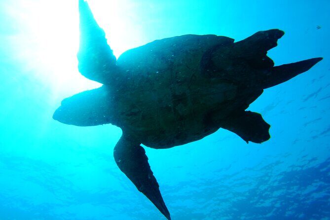 Discover Scuba Diving in Sal - Cancellation Flexibility: The One Part That Feels Reassuring