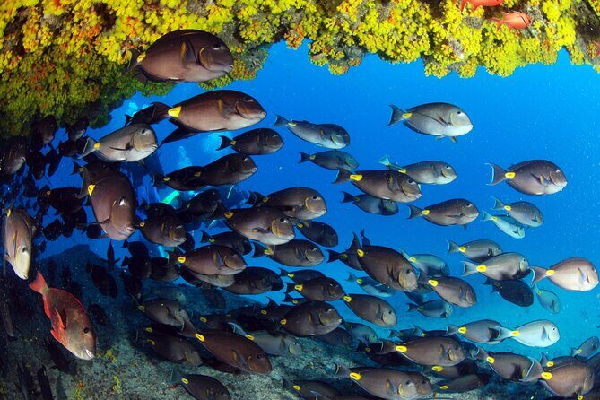 Discover Scuba Diving in Sal - Morning Skills: Classroom Basics and Bikini Beach Practice