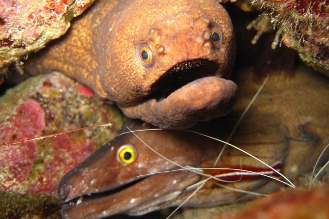 Double Diving in Sal Island - Half Day - Key Highlights You’ll Notice Fast