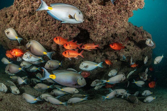 Double Diving in Sal Island - Half Day - Sal’s Visibility and What It Means for Your Expectations