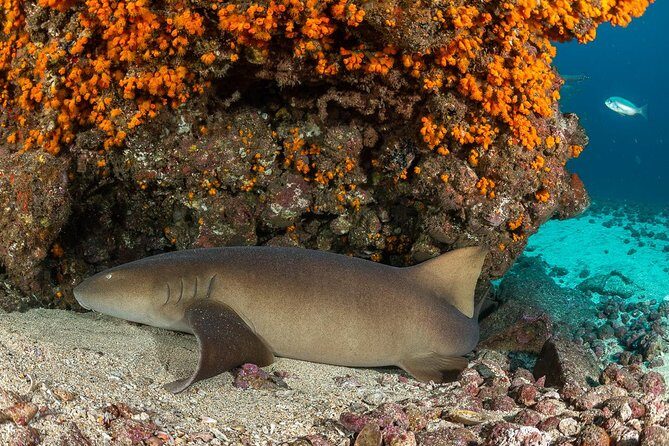 Double Diving in Sal Island - Half Day - Wrecks, Puffer Fish, and Turtles: The Marine Life You’ll Aim For