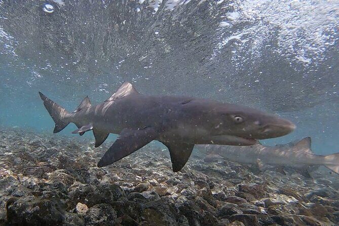 Experience on Sal Island with native and certified guide (including sharks) - Murdeira Bay and Monte Leão views: corals, fish, and a quick nature break