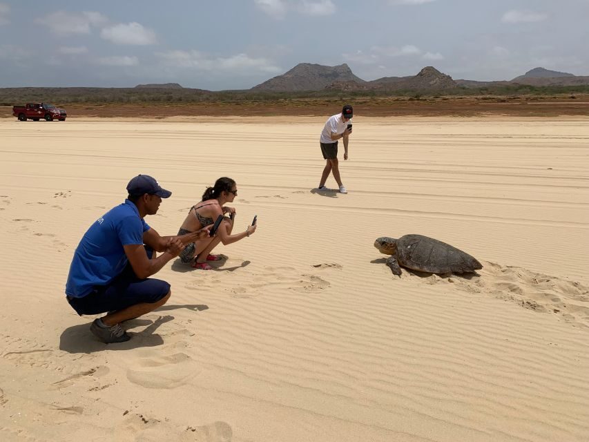From Boa Vista: Turtle Watching and Nesting Evening Tour - Should You Book the Boa Vista Turtle Nesting Tour?