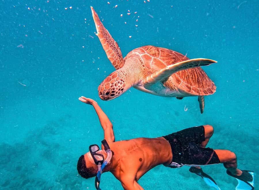 From Mindelo: São Vicente's Enchanting Sea Turtle Snorkeling - Key things to know before you go