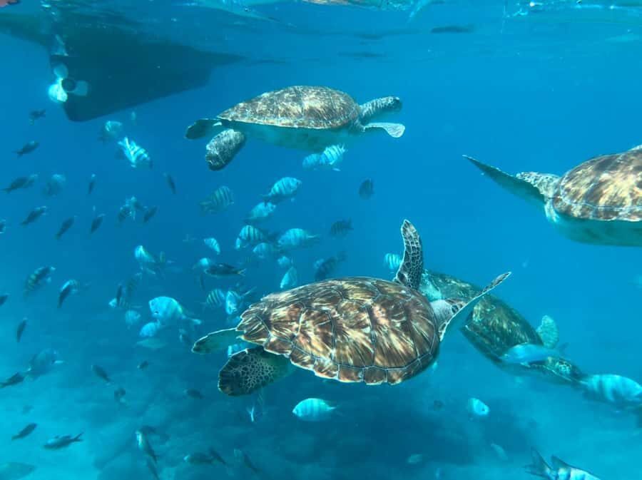 From Mindelo: São Vicente's Enchanting Sea Turtle Snorkeling - Getting from Mindelo to São Pedro: the pickup that saves your day