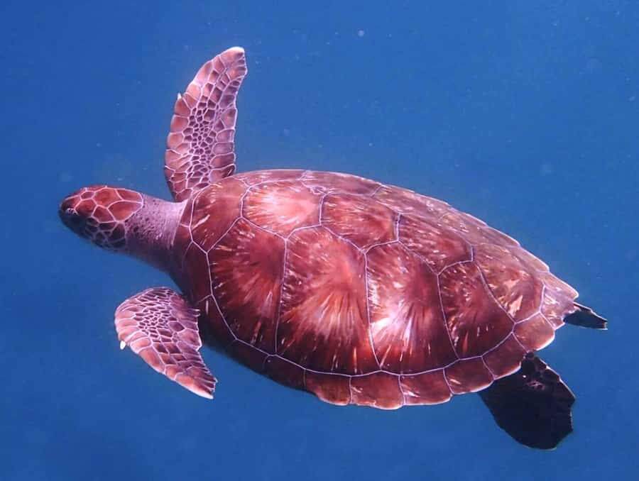 From Mindelo: São Vicente's Enchanting Sea Turtle Snorkeling - Snorkeling with sea turtles: why the guide matters