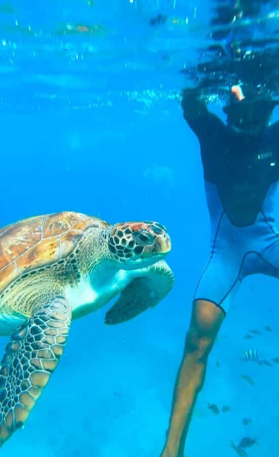 From Mindelo: Snorkel and Swim with Sea Turtles - Gear and comfort: what’s provided and why it helps
