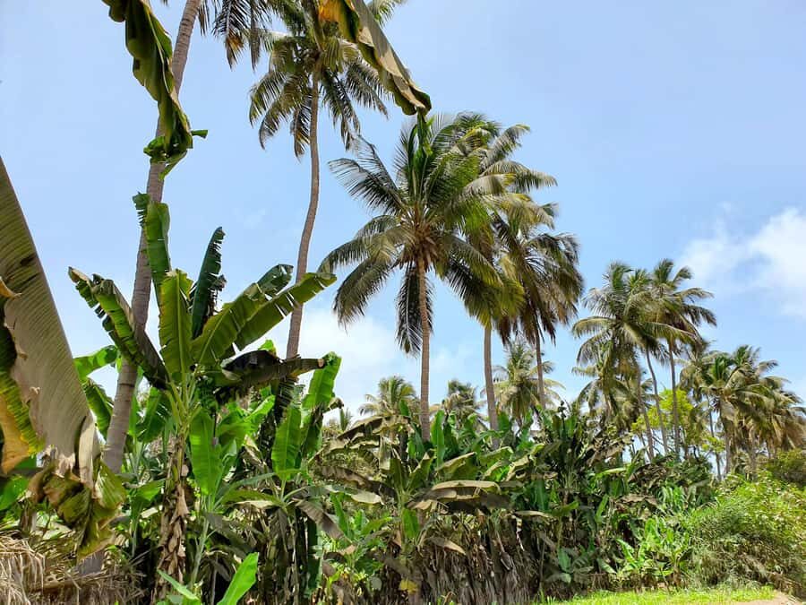 From Praia: Banana Plantation Tour and Cuscuz Workshop - Key points at a glance