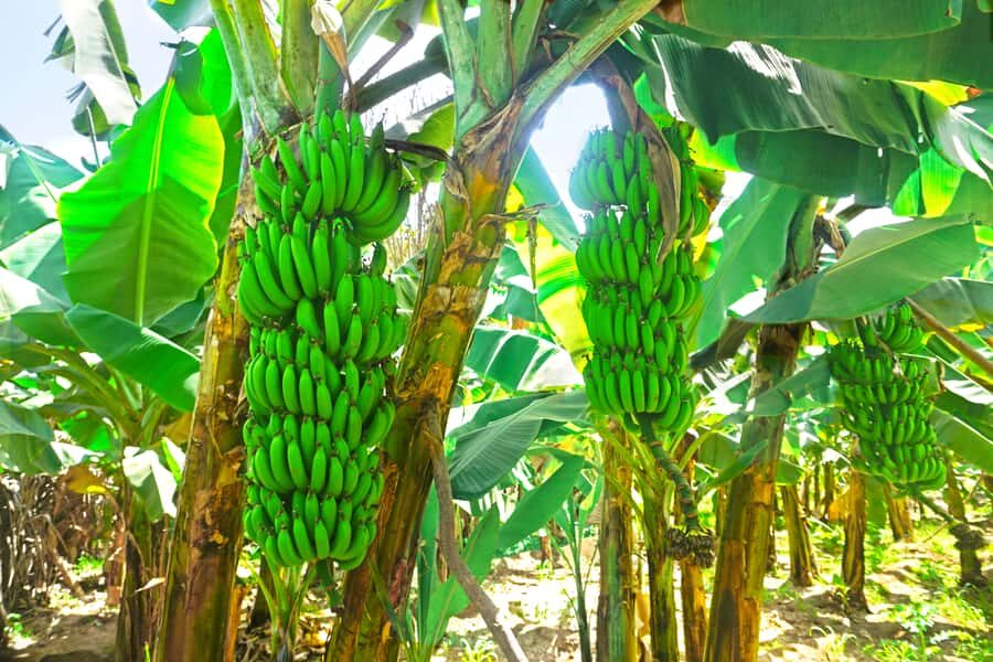 From Praia: Banana Plantation Tour and Cuscuz Workshop - Santa Cruz plantation walk: seeing Santiago’s banana and coconut world up close