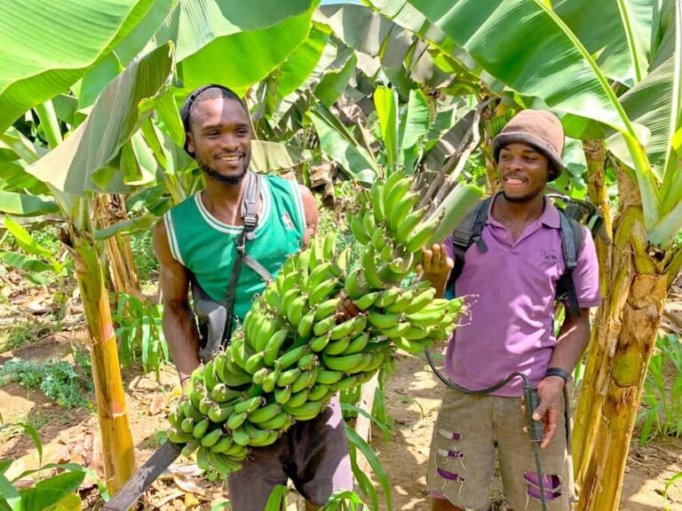 From Praia: Banana Plantation Tour and Cuscuz Workshop - Getting from Praia: timing, pickup, and how the drive affects the day