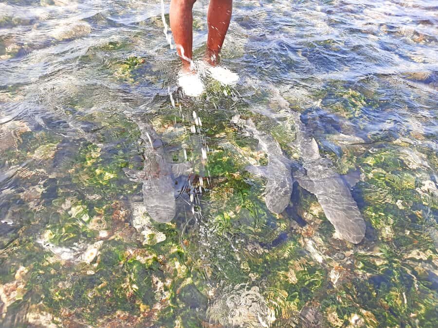 From Santa Maria: Sal Island Private Day Trip - Murdeira nature reserve and Lion Mountain views
