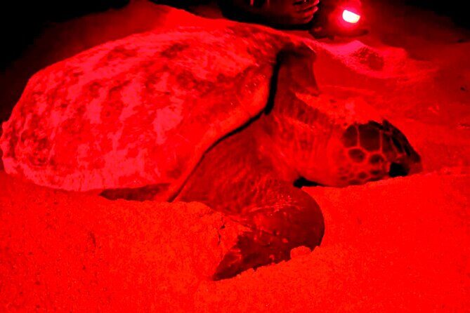 Guided turtle tour in a group in Boa Vista - Turtlewatch in Boa Vista: What months and timing really mean