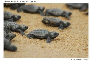 Guided turtle tour in a group in Boa Vista - Hotel pickup and the ride to Ervatão