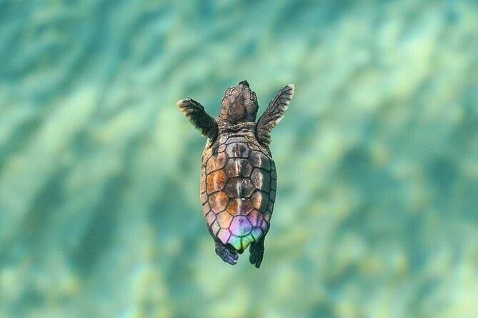 Guided turtle tour in a group in Boa Vista - The pace, the group size, and why you get photo time