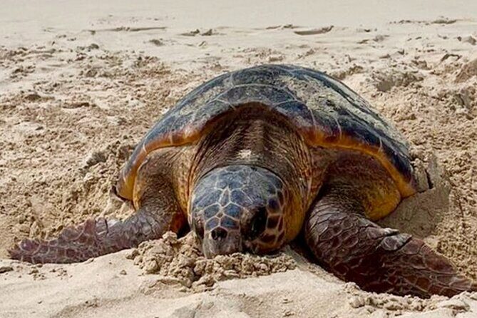 Guided turtle tour in a group in Boa Vista - Getting comfortable on sand: fitness level and seating reality