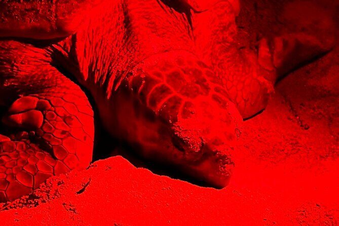 Guided turtle tour in a group in Boa Vista - Price and value: is $104.68 fair for this kind of turtlewatch?