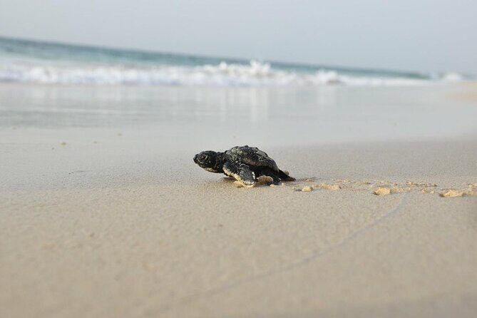 Guided turtle tour in a group in Boa Vista - Weather matters in turtlewatch, and that affects your planning