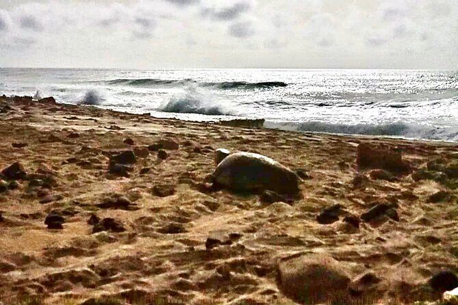 Guided turtle tour in a group in Boa Vista - Who should book this Boa Vista turtle tour