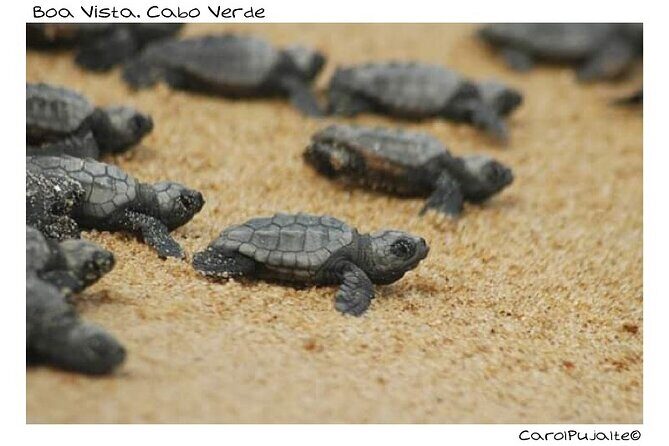 Guided turtle tour in a group in Boa Vista - Hotel pickup and the ride to Ervatão