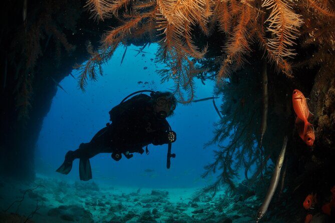 Half-Day Diving in Sal - Key things I’d zero in on