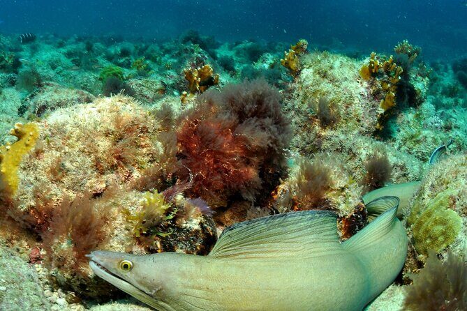 Half-Day Diving in Sal - Depth limits and who this is best for
