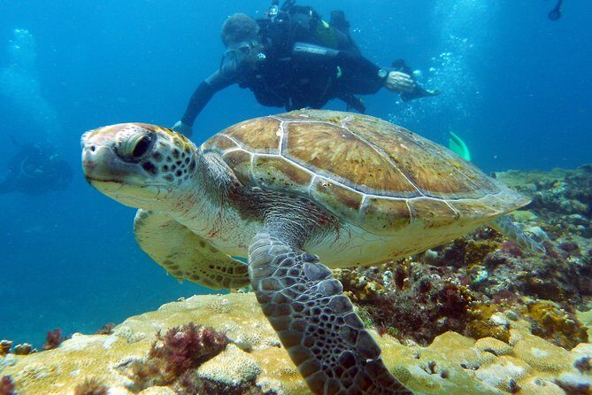 Half-Day Diving in Sal - What you’ll actually see: volcanic walls, caves, and wrecks