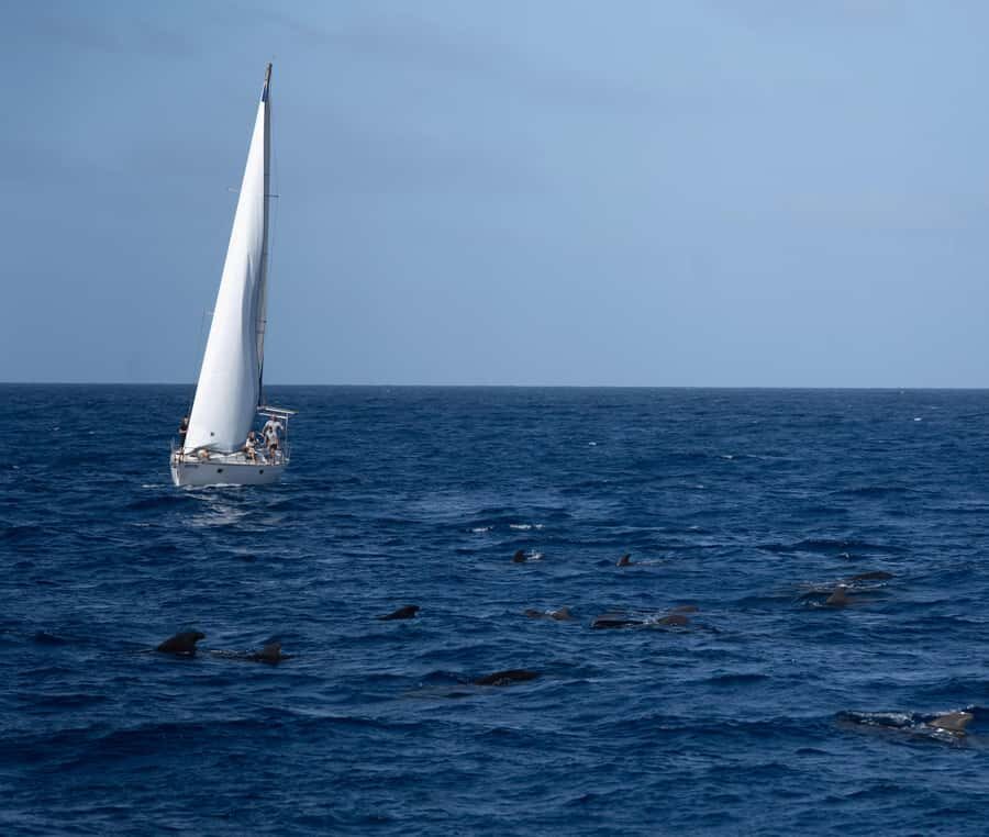 Half-Day Sailing Yacht Adventure in Sal Island - 3 hours - Why a 3-hour sail off Sal feels like a reset